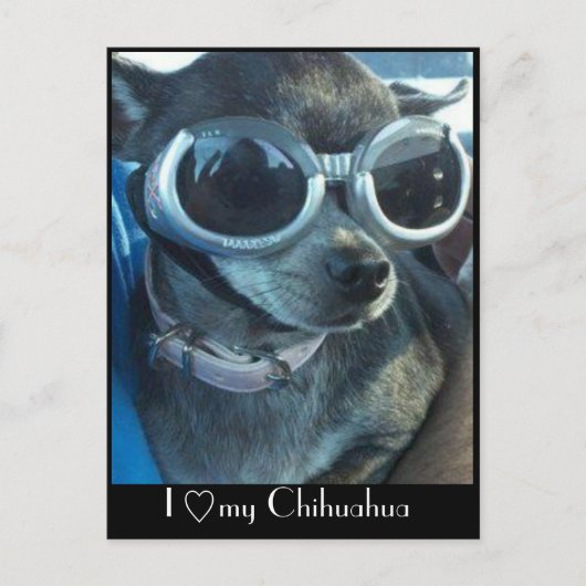 Chi Dog Postcard Postkarte (Vorderseite)