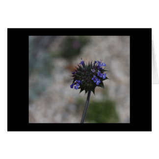 Chia Wüsten-Wildblume Borrego Springs Kalifornien