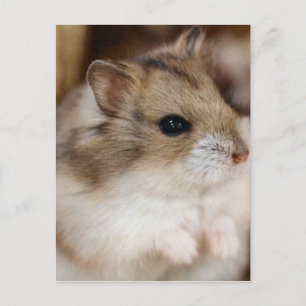 Chibby Postkarte