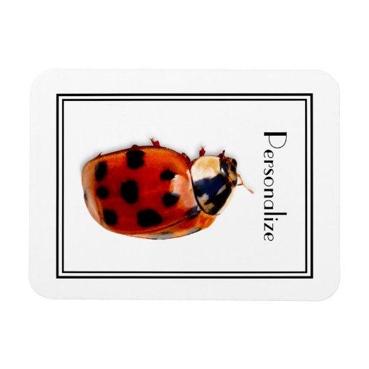 Chic Gepunktet Ladybug mit Namen Magnet (Horizontal)