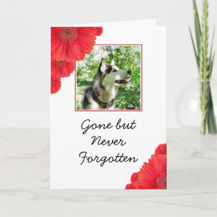 Chic Red Blume Pet Foto Beileid Karte