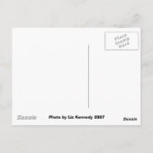 Chicago Bean Postkarte (Rückseite)