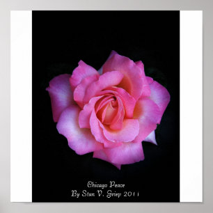 Chicago-FriedensRose durch Stan das Roseman Poster