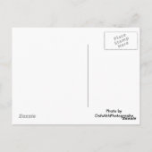 Chicago Harbor Postkarte (Rückseite)