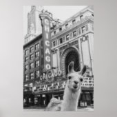 Chicago Llama Poster (Vorne)