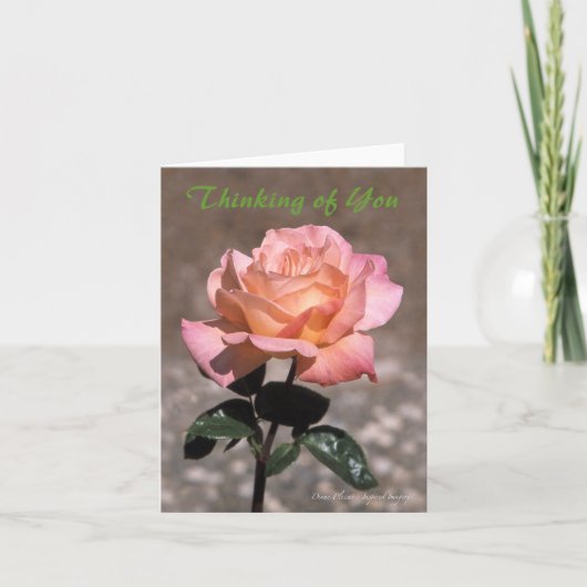 Chicago Peace Rose Card Karte (Vorderseite)