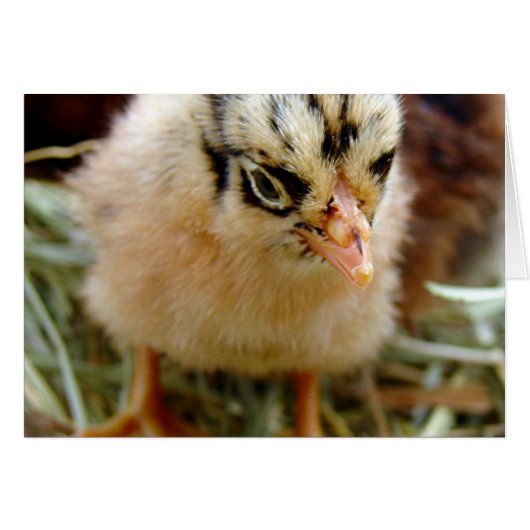 Chick (Vorderseite (Horizontal))