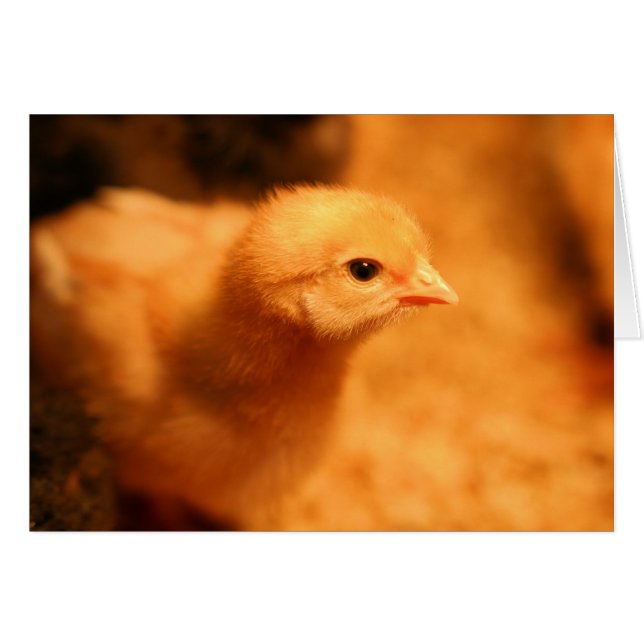Chick (Vorderseite (Horizontal))