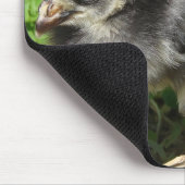 Chick and Mixed Media Birdhouse Mousepad (Ecke)