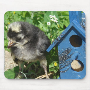 Chick and Mixed Media Birdhouse Mousepad