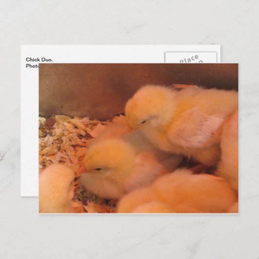 Chick Duo Postkarte (Vorne/Hinten)