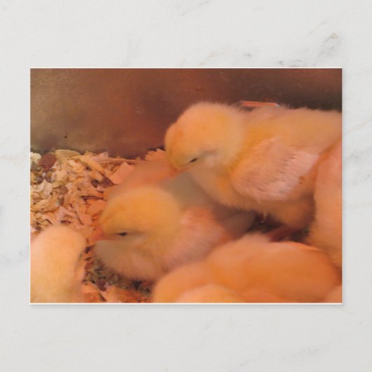 Chick Duo Postkarte (Vorderseite)