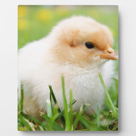 Chick Fotoplatte (Vorderseite)