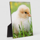 Chick Fotoplatte (Seite)