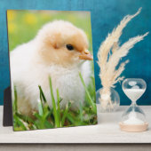 Chick Fotoplatte (Seite)
