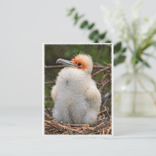 Chick galapagos postkarte (Stehend Vorderseite)