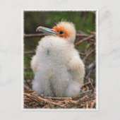Chick galapagos postkarte (Vorderseite)