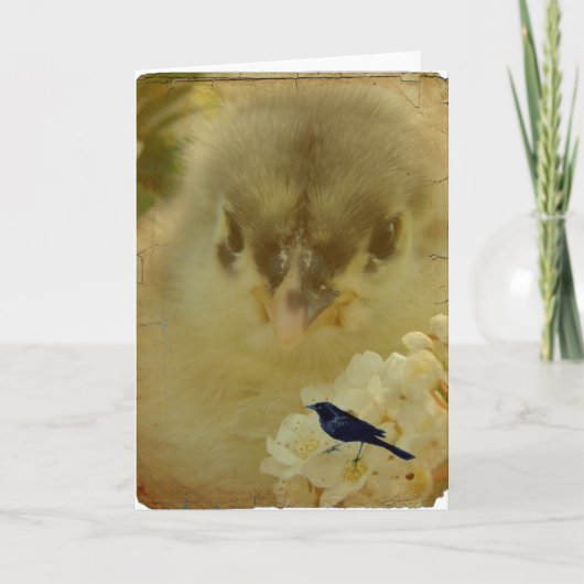 Chick Karte (Vorderseite)