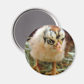 Chick Magnet (Vorderseite/Rückseite)