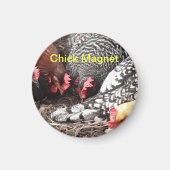 Chick Magnet - eine Gruppe farbiger Hühner (Vorne)