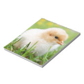 Chick Notizblock (Rotiert)