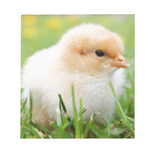 Chick Notizblock (Vorderseite)