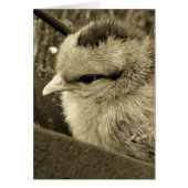 Chick Playing im Garten (Vorne)