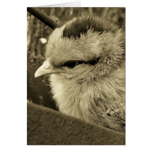 Chick Playing im Garten (Vorne)