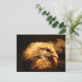 Chick Postkarte (Stehend Vorderseite)