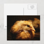 Chick Postkarte (Vorne/Hinten)