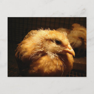Chick Postkarte