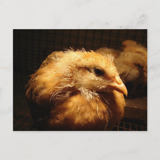 Chick Postkarte (Vorderseite)