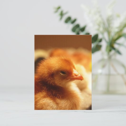 Chick Postkarte (Stehend Vorderseite)