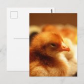 Chick Postkarte (Vorne/Hinten)