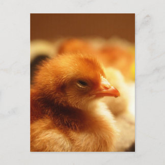 Chick Postkarte