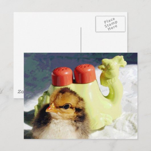 Chick und Camel Postkarte (Vorne/Hinten)