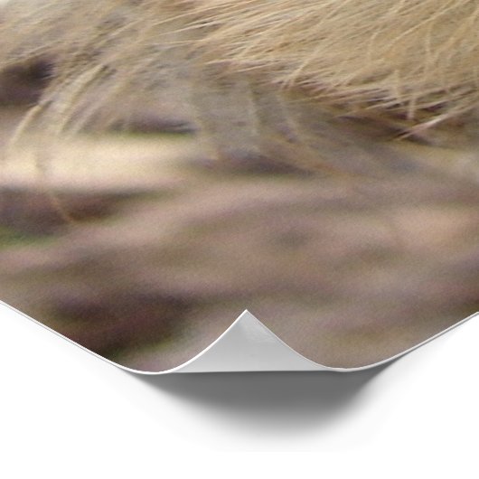 Chick und Pansy Poster (Ecke)