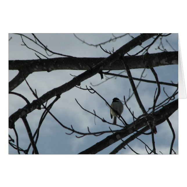 Chickadee (Vorderseite (Horizontal))