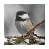 Chickadee_9478 Fliese (Vorderseite)