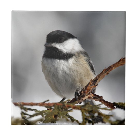 Chickadee_9478 Fliese (Vorderseite)