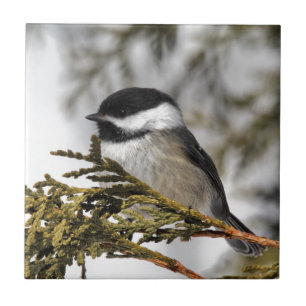 Chickadee_9505 Fliese
