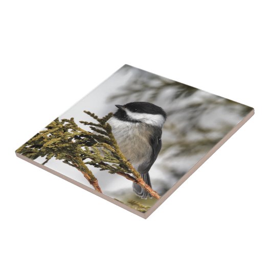 Chickadee_9505 Fliese (Seite)