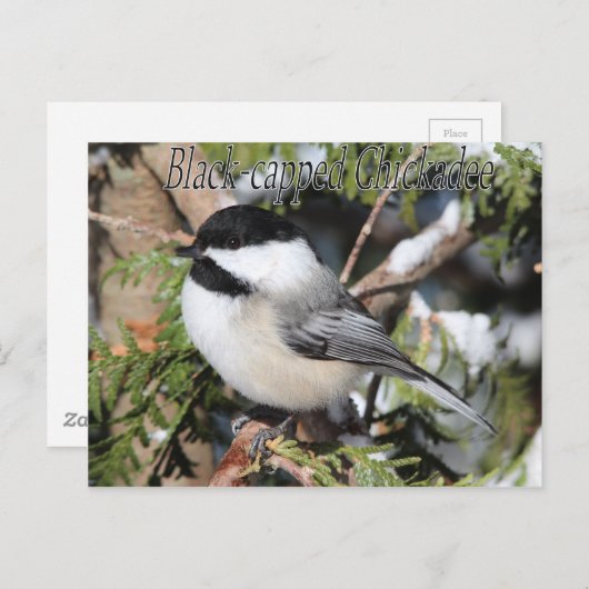 Chickadee 9527 postkarte (Vorne/Hinten)