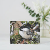 Chickadee_9530 Postkarte (Stehend Vorderseite)