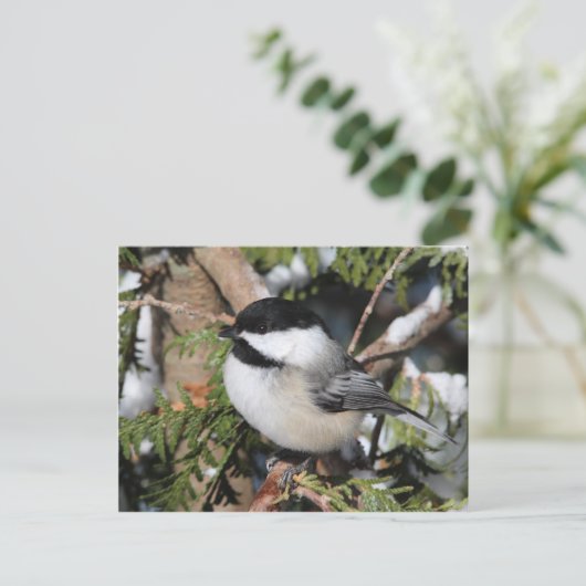 Chickadee_9530 Postkarte (Stehend Vorderseite)