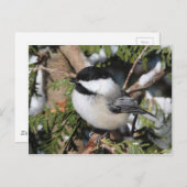 Chickadee_9530 Postkarte (Vorne/Hinten)