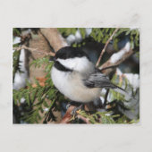 Chickadee_9530 Postkarte (Vorderseite)