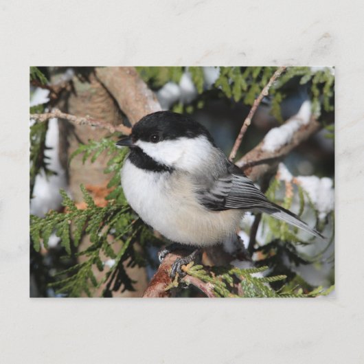 Chickadee_9530 Postkarte (Vorderseite)