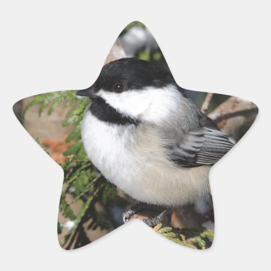Chickadee_9530 Stern-Aufkleber (Vorderseite)