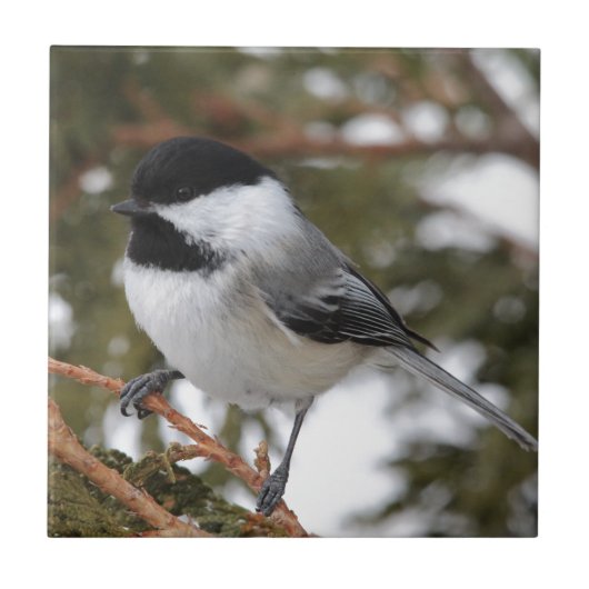 Chickadee_9643 Fliese (Vorderseite)